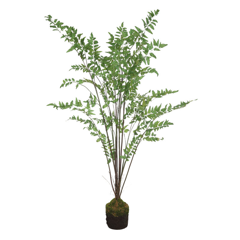 Plant