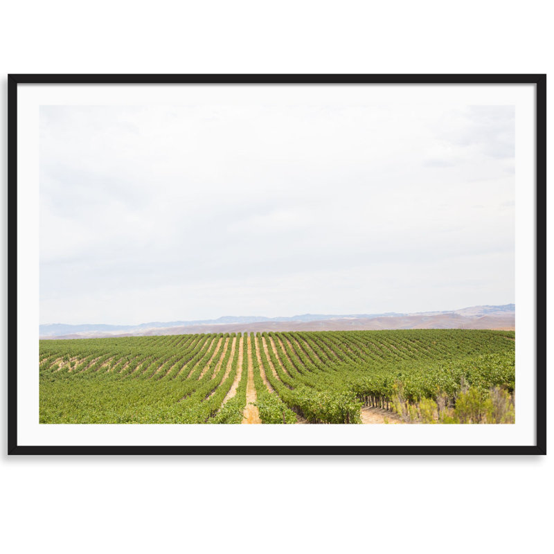 Napa Vines Print by Carly Tabak, Black Wood, 44" W x 31" H