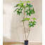 160cm Plant