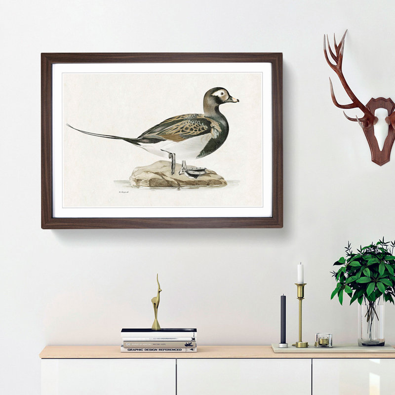 Male Long-Tailed Duck by Von Wright - Framed Print, 27cm H x 36cm W x 2cm D, Walnut Framed