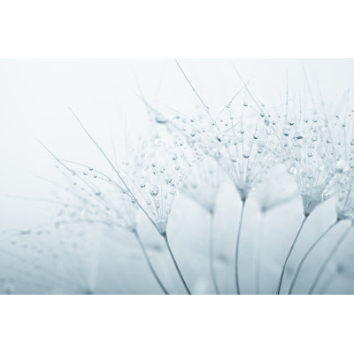 Graine de pissenlit avec gouttes d'eau par Jasmina007