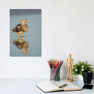 Male Falkland Flightless Steamer Duck, Falkland Islands by Martin Zwick - Wrapped Canvas Print