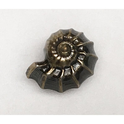 Tropical 3/2" Length Nautilus Novelty Knob