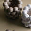 Beige vif