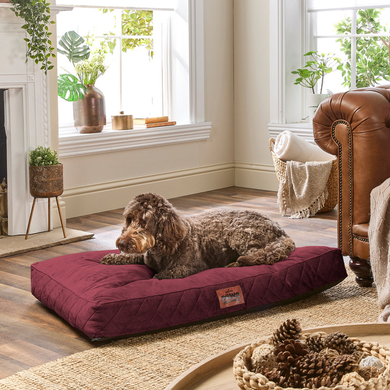 Slumberdown Paws for Slumber Raised Padded Dog Bed – Comfortable, Supportive & Durable Pet Bed for All Breeds, Green