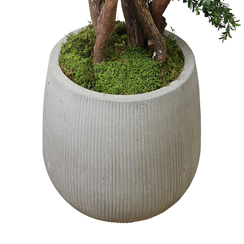 Boxwood Tree in Fiberstone Pot