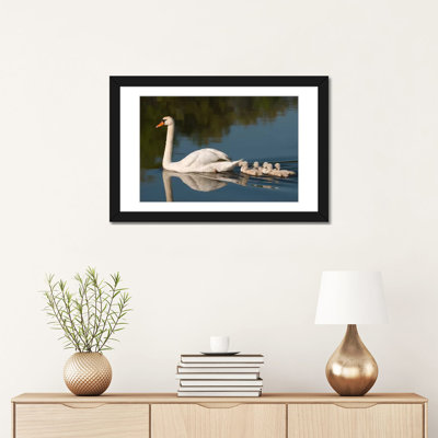 «Mute Swan with Cygnets Kensington Metropark Milford Michigan», reproduction de photo sur toile