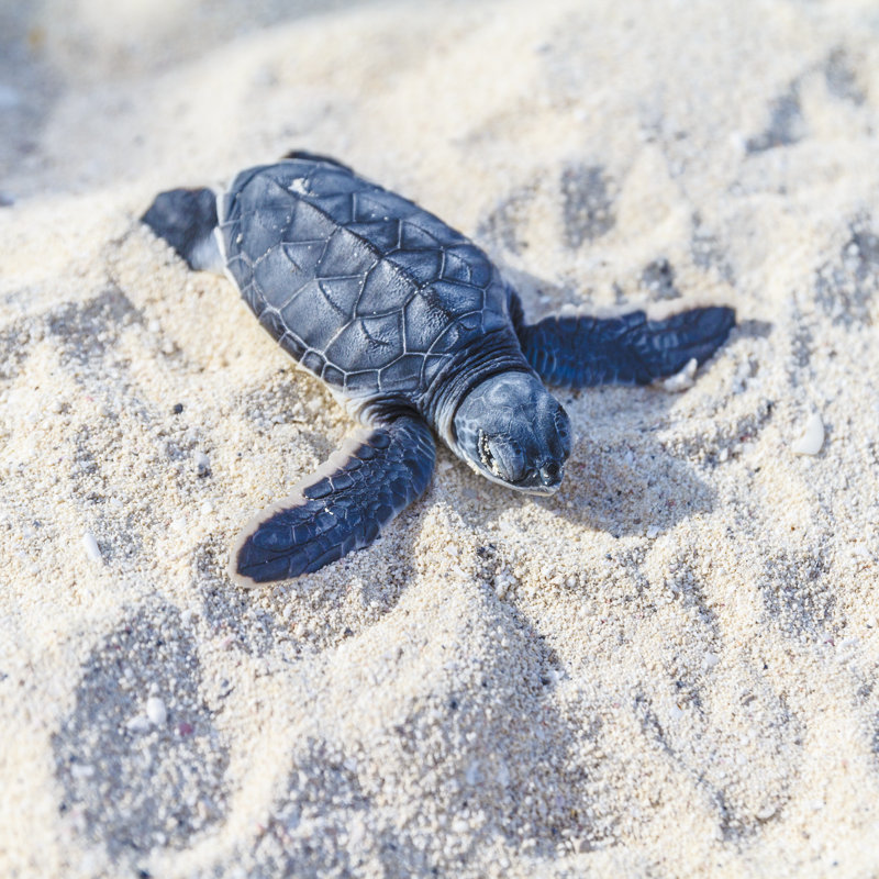 Tortue de mer, nouveau-né. par italiansight, H 30 po x l 30 po