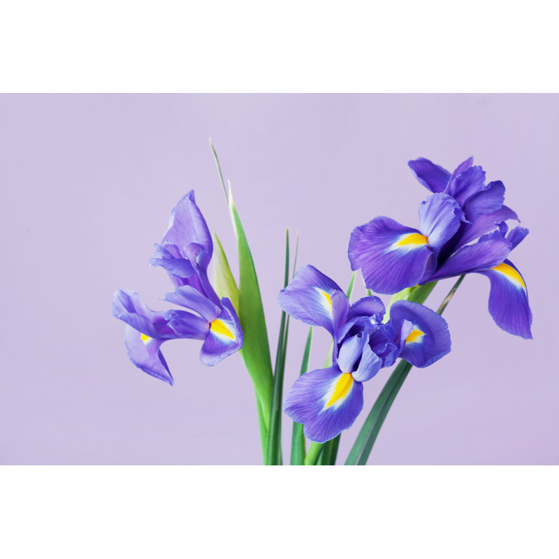 Spring Iris Flowers - Wrapped Canvas Print, 81cm H x 122cm W