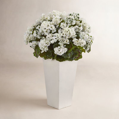 UV Resistant Geranium Floral Arrangement