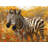 Zebra Animal Bathroom Machine Printed Throw Blanket-97577204