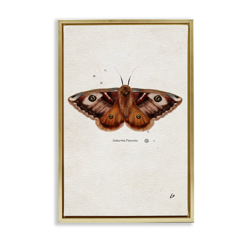  «Moth» par Lydia Orange, H 31 po x l 21 po, Cadre flottant métallique doré