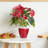 2 Pack Smart Self Watering Planter Pot For Indoor And Outdoor  Round Cone-1229515704
