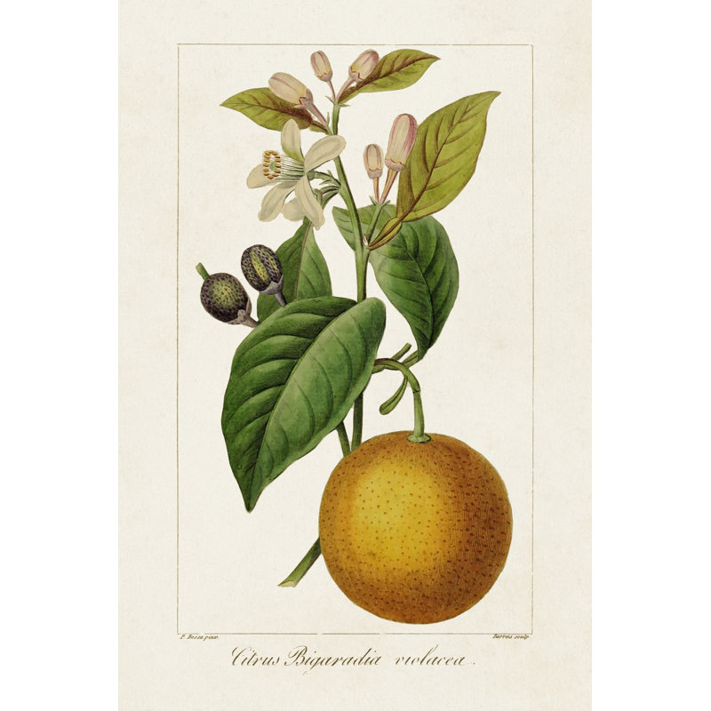 " Antique Citrus Fruit II ", 30" H x 20" W