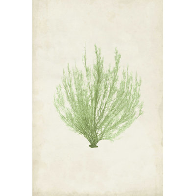 Peridot Seaweed VI