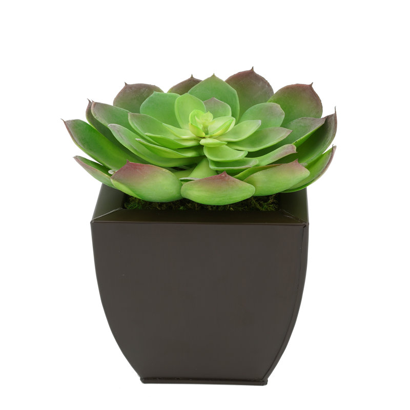 Succulent artificiel 2" en pot, Brun mat
