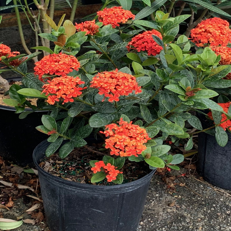 10-Inch Maui Red Ixora Flowering Shrub with Glossy Foliage
