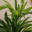 65cm Faux Plant in Metal Planter-358235333