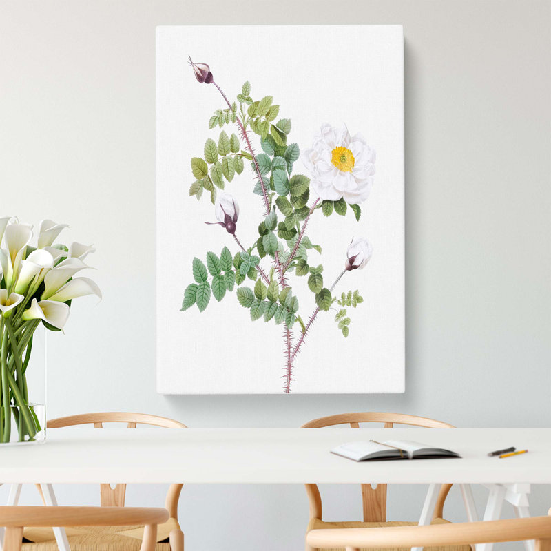 White Burnet Roses by Pierre-Joseph Redoute - Wrapped Canvas Print, 76cm H x 50cm W x 3cm D