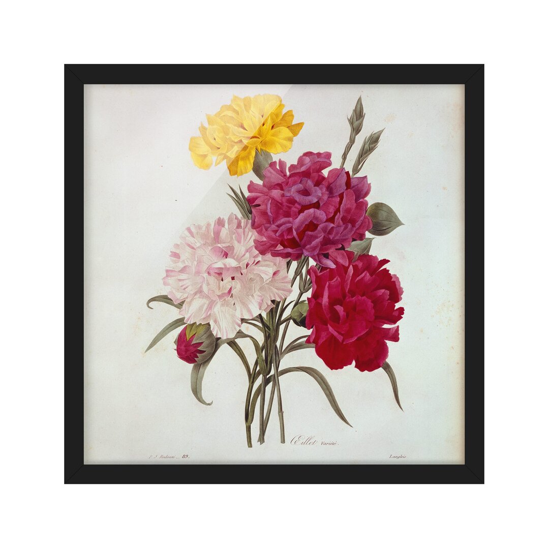 Gerahmtes Poster Carnations von Pierre-Joseph Redouté