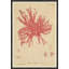 Seaweed In Pink Framed by Henry Bradbury