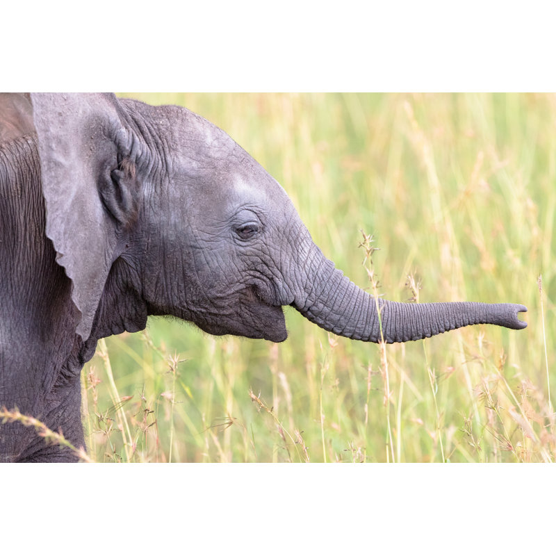 Elephant Calf by TT - Wrapped Canvas Print, 81cm H x 122cm W