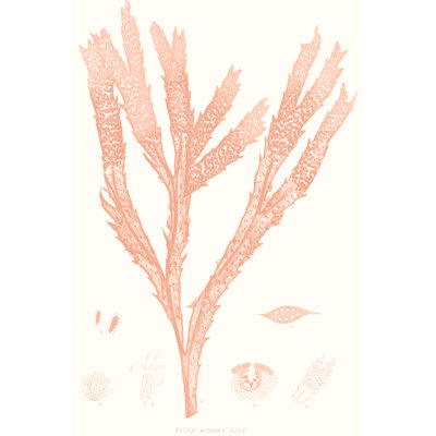 Vivid Coral Seaweed II - Painting on Canvas