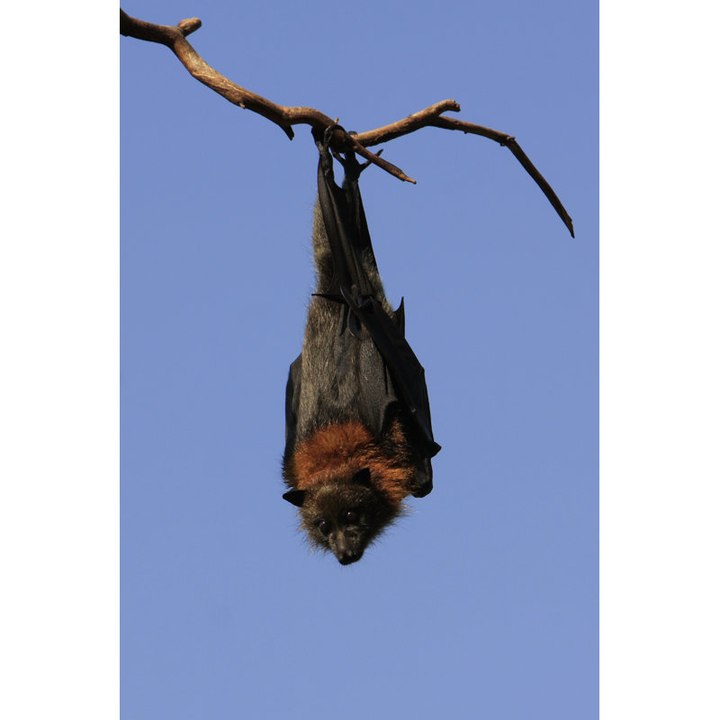 Grey Headed Flying Fox by Craigrjd, 36" H x 24" W