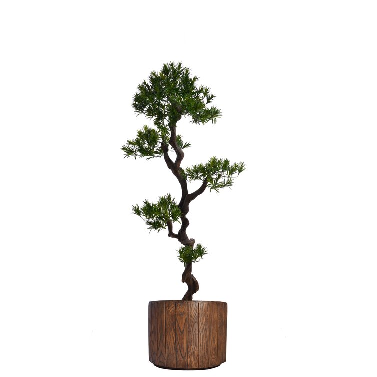 Laura Ashley Panama 59'' Faux Bonsai Tree in Planter & Reviews