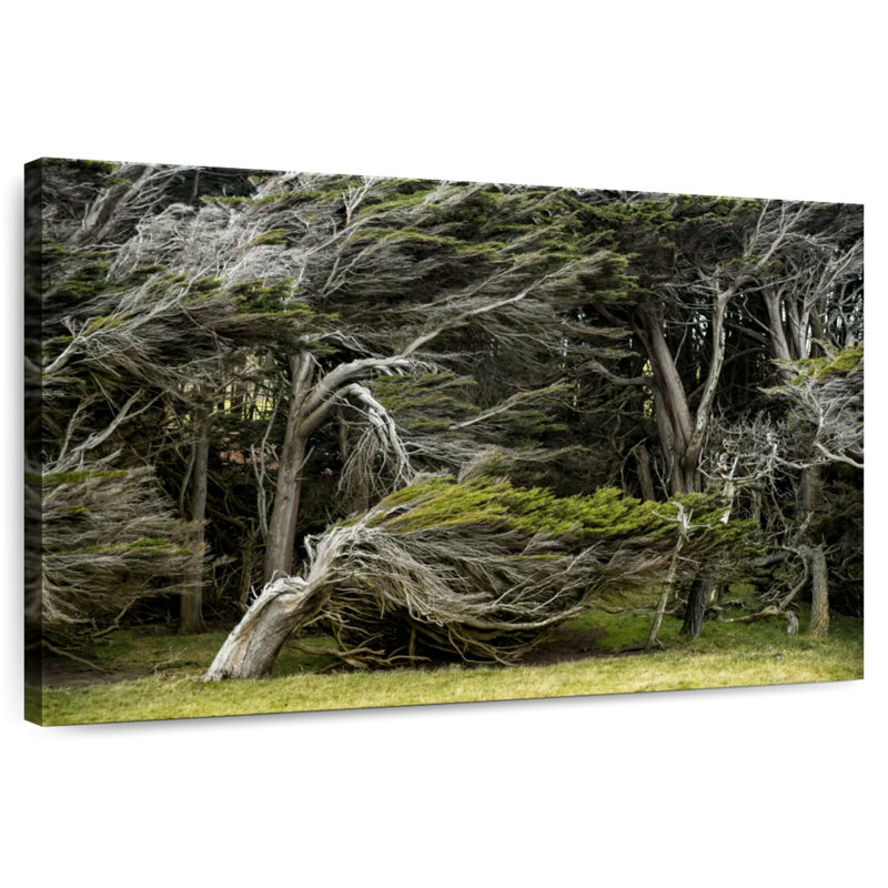 Harnek, arbres de la forêt balayés par le vent