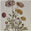 Ensemble de 4 impressions sur toile encadrées Botanical Illustration