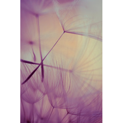 Macro Dandelion Seed by Jasmina007
