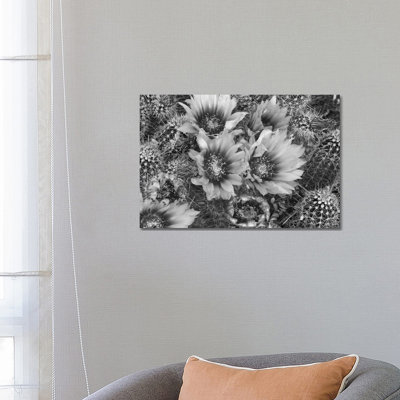 Hedgehog Cactus Flowering, Arizona by Tim Fitzharris - Wrapped Canvas Print