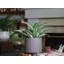 Mini pot de fleurs en céramique émaillée avec peigne et brosse - Intérieur/Extérieur-147826229