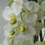 Real Touch Artificial Orchids Plastic, Silk Artificial Arrangement in Planter-107236911-88685008