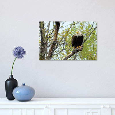 " Bald Eagle " by Brian Wolf