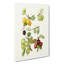 Vintage Illustration Of Gooseberries - Wrapped Canvas Painting-55302865