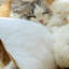 Lit pour chat en peluche avec coussins amovibles Fairela