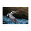 « pelican flight », reproduction de photo sur toile tendue-32718436