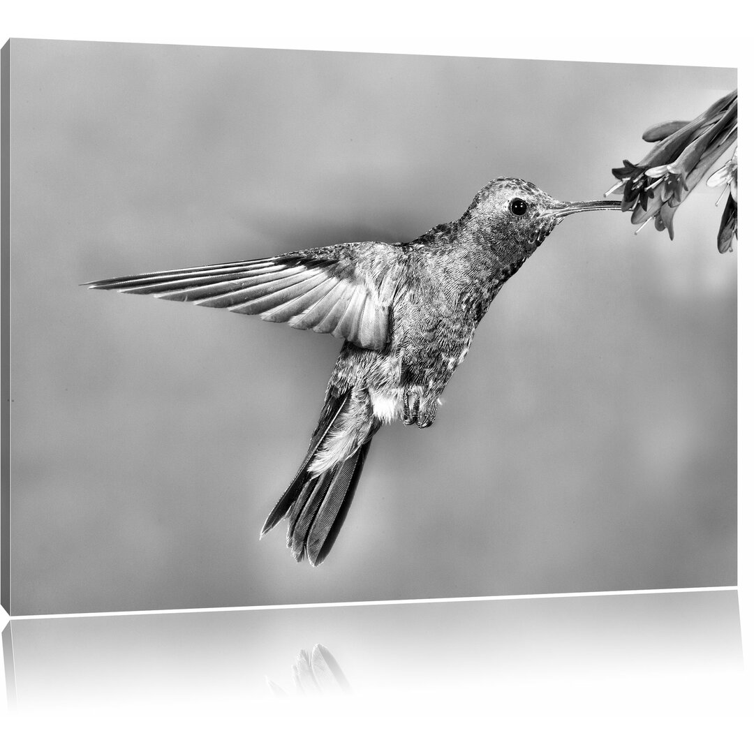 Leinwandbild Bunter Kolibri in Monochrom