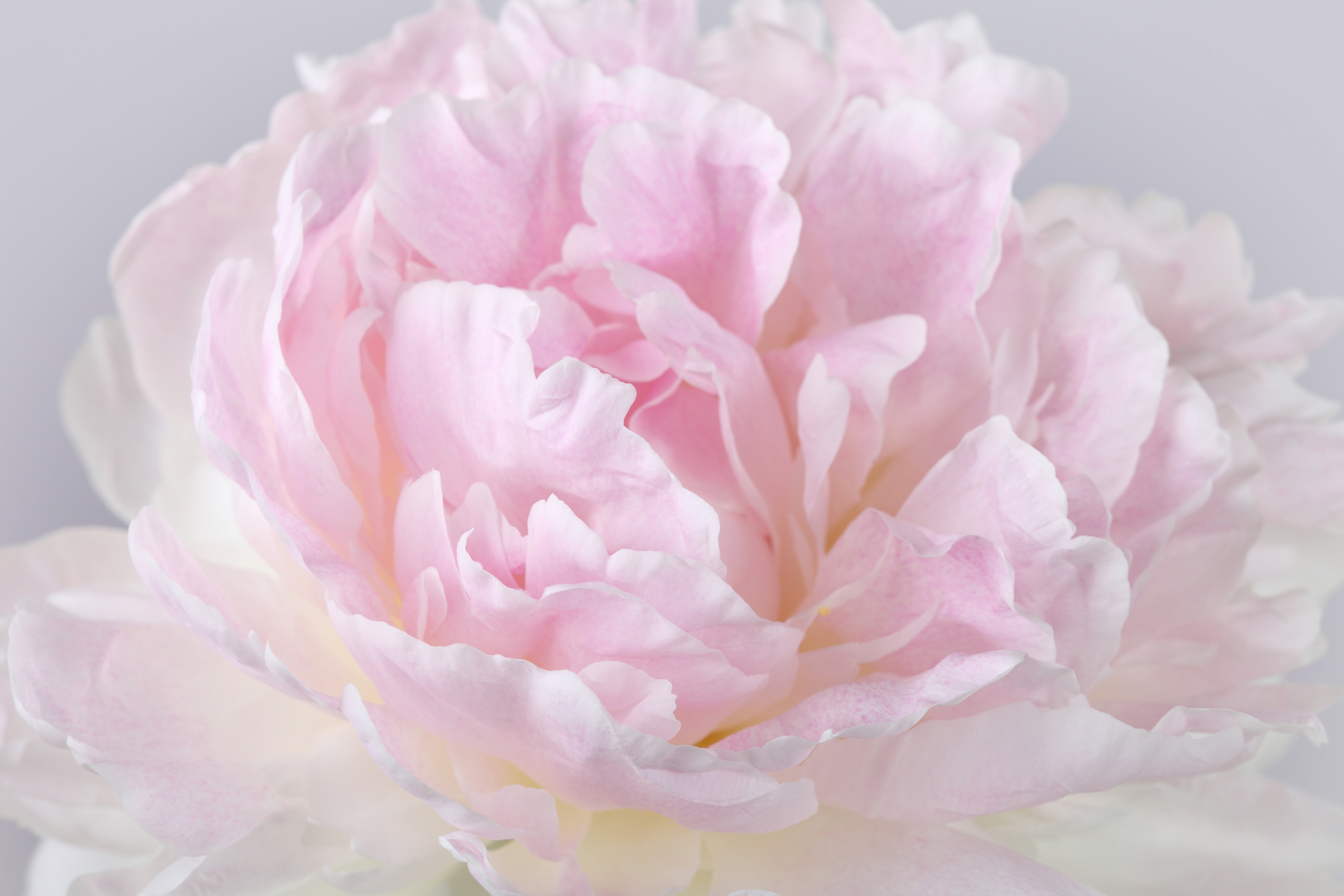 Ebern Designs Background Pink Peony by Ksenia_Pelevina - Wrapped Canvas ...