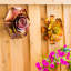 Jeu de jardin fleur Dexter