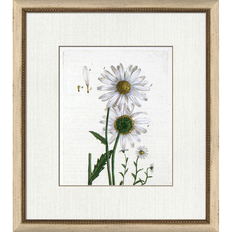 Botanical La Flore II Painting