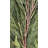 Artificial Cedar Swag Garland 8 Ft