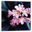 «Pink Blossom II», reproduction de photo sur toile-21494576-71996579-72003004
