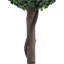 36cm Plant