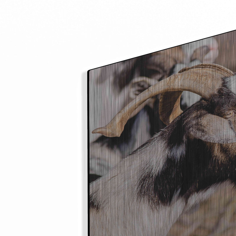 «Bearred Side Goat» par Donnie Quillen, H 12 po x l 12 po