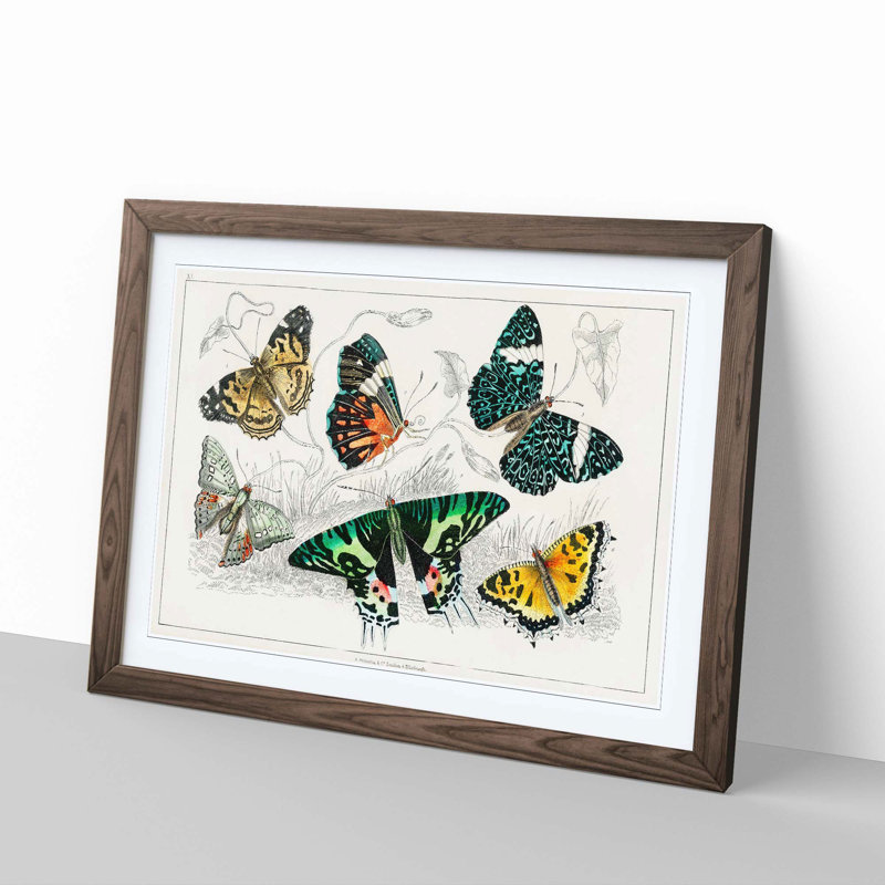 Assortment Of Butterflies XL by Oliver Goldsmith - Single Picture Frame Painting, 33cm H x 45cm W x 2cm D, Walnut