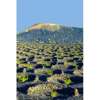 " Cultivation In La Geria "