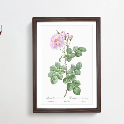 Pink Damask Rose by Pierre-Joseph Redoute - Picture Frame Graphic Art Print